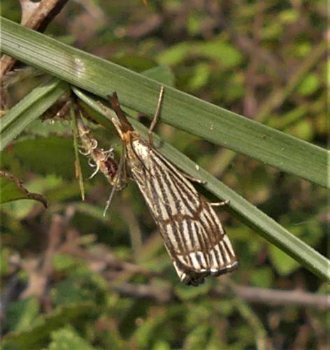 Réf. 336 186 : Chrysocrambus linetella